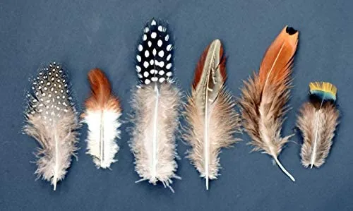 Mandala Crafts Chicken Natural Loose Feather for Dream Catchers, DIY Crafting, Jewelry Making, 1.25" to 4.25", 180 Pieces, 6 Colors